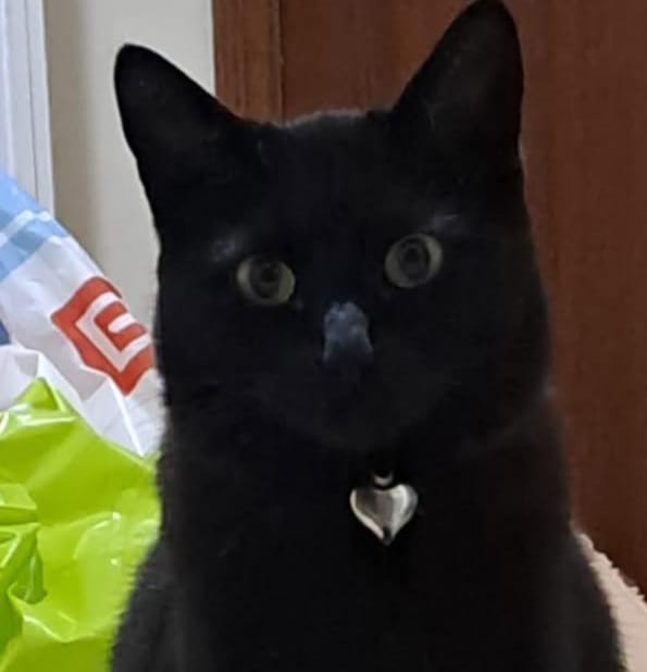  Carinhosa e dócil. Família procura por Ravena